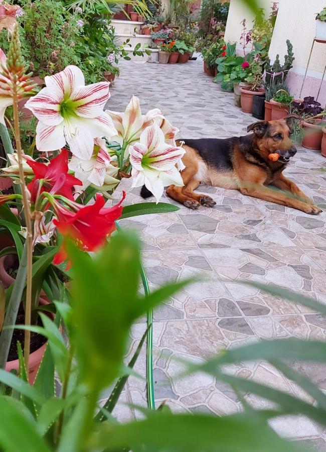 Vila Kodra Tirana Bagian luar foto